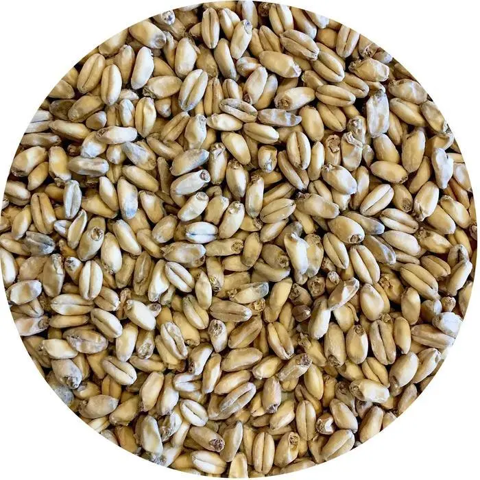 Best Malz Spelt Malt – 55 Lb Ancient Grain Brewing Malt 1
