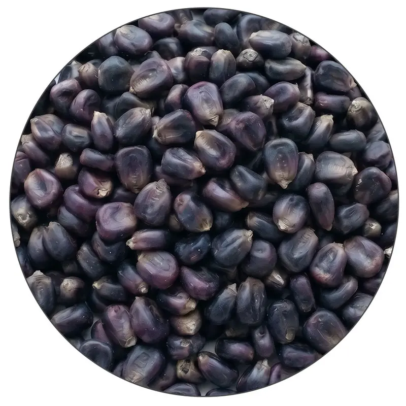 Blue Corn Malt By Root Shoot Malting – Bulk Brewing Grain 1
