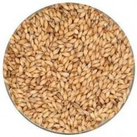 Briess Pilsen Malt – Premium Base Malt 1