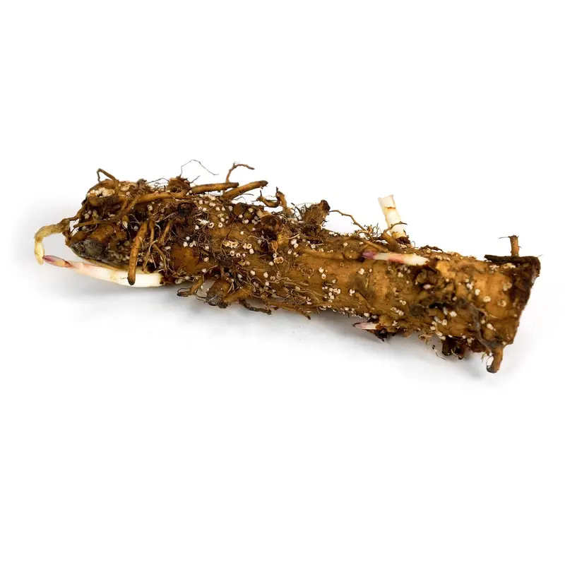 Cascade Hops Rhizomes – 2026 Preorder For American Pale Ales 1