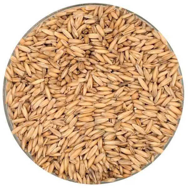 English Oat Malt – Thomas Fawcett Floor-Malted Oats 1