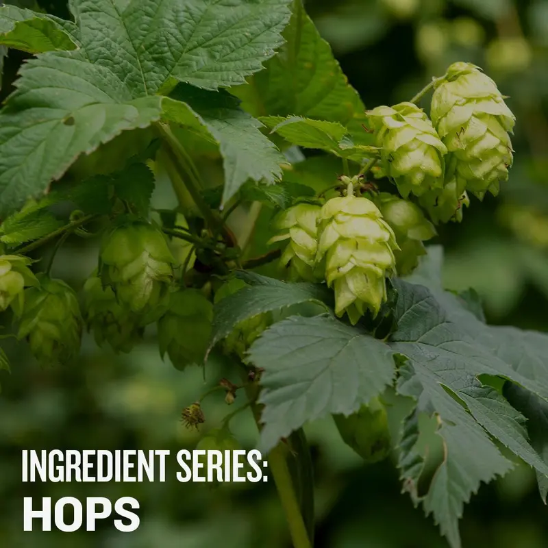Hops Mastery: Ingredient Series Video Course 1