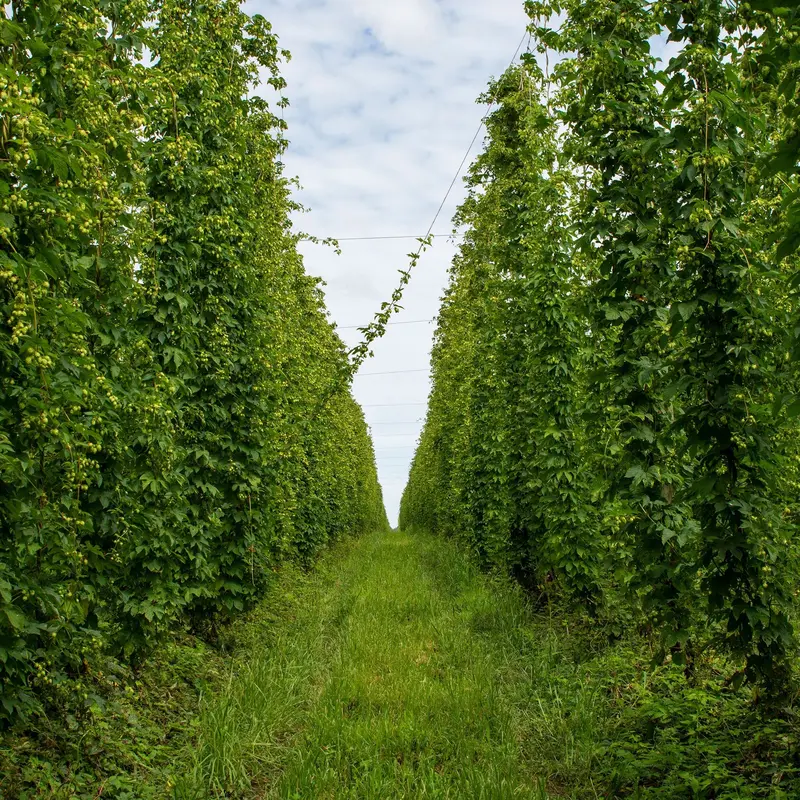 Ipa Hop Rhizome Starter Kit – Grow Your Own Aroma & Bittering Varieties – Preorder 2026 1