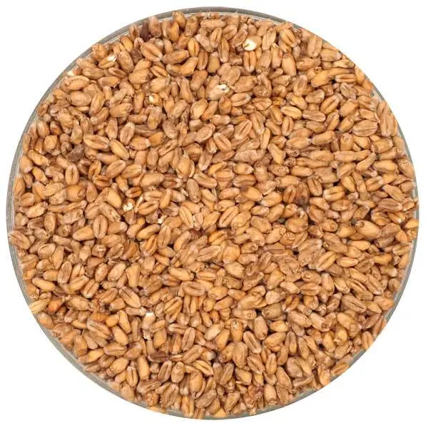Montana Craft Malt Pale White Wheat Malt – 55 Lb Bulk Bag 1