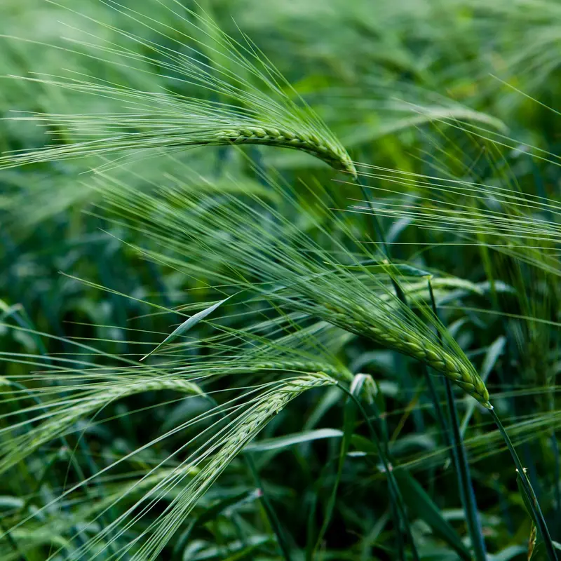 Newdale Two-Row Malting Barley Seeds – 2026 Preorder 1