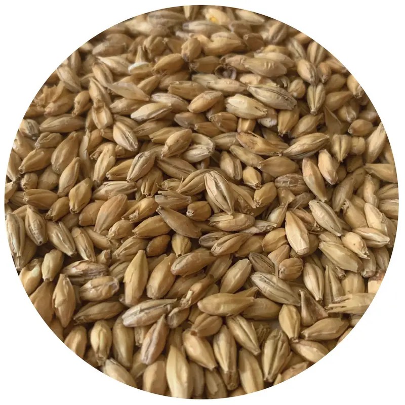 Rahr To Thee Pilsner Malt – Premium Brewing Grain 1