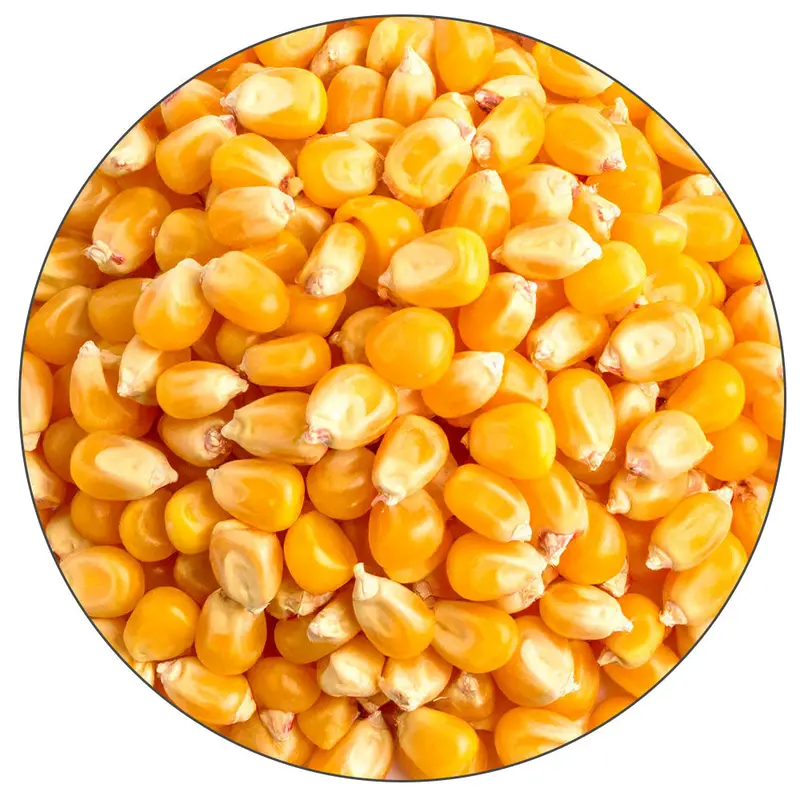 Root Shoot Malting Corn Malt – 50 Lb Bulk Sack 1