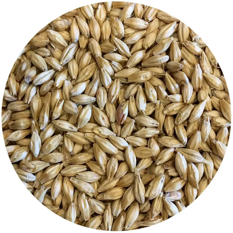 Root Shoot Malting Pilsner Malt – 50 Lb Bag 1
